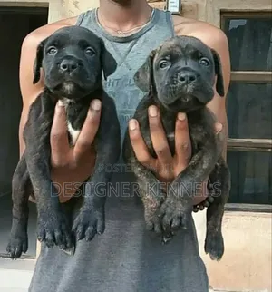 1-3 months Female Purebred Boerboel