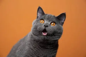 1-3 months Male Purebred British Shorthair