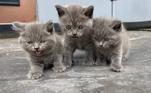 1-3 months Male Purebred British Shorthair