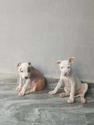 1-3 months Male Purebred American Pit Bull Terrier