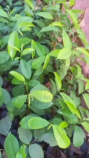 Sour Sop Seedlings