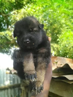 1-3 months Female Purebred German Shepherd