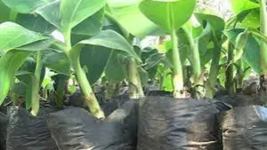 Hybrid Plantain Sucker Now Available