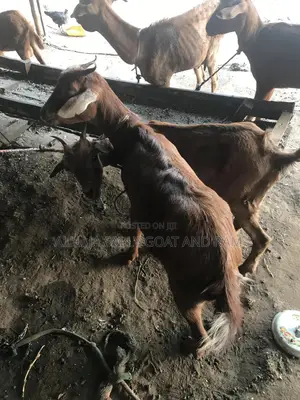Clean and Healthy Goat Meat Suitable for Consumption