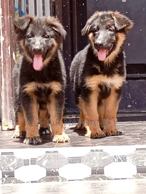 1-3 months Male Purebred German Shepherd