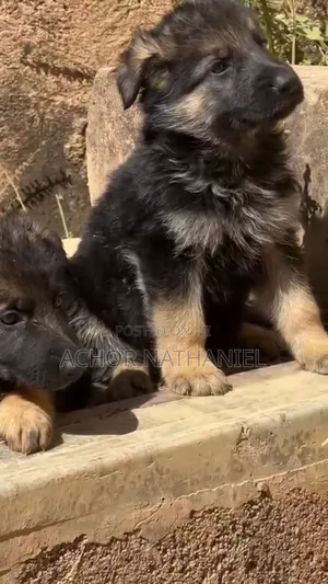 1-3 months Female Purebred German Shepherd