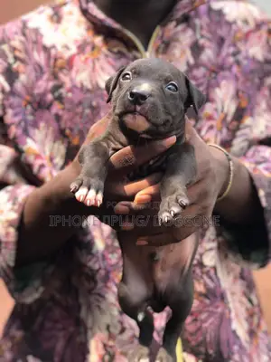 3-6 months Male Purebred American Pit Bull Terrier