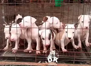 3-6 months Male Purebred American Pit Bull Terrier