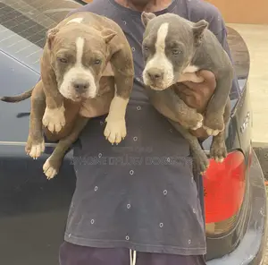 3-6 months Female Purebred American Bully