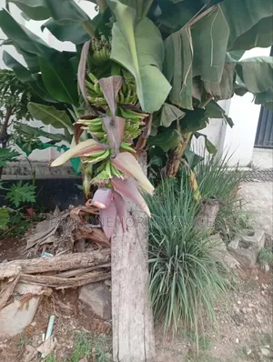 Buy, Plant Grow Your Own Viable Lemon Grass With Our Viable Seedling
