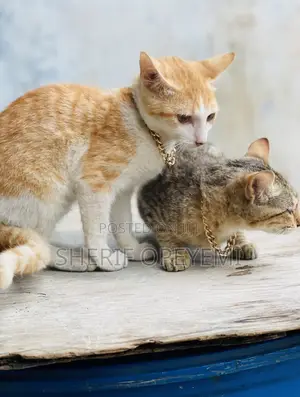 1-3 months Female Purebred American Shorthair