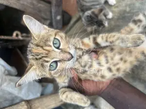 1-3 months Female Purebred American Wirehair