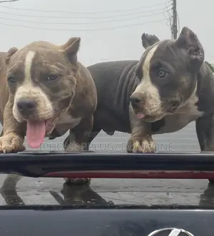 1-3 months Female Purebred American Bully