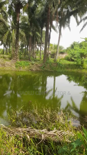 Fish Pounds for Rent Close to Ilesha Garage Akure