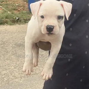 3-6 months Female Purebred Bulldog