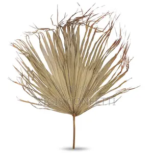 Dried Palm