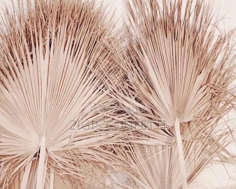 Dried Palm