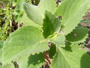 Cuban Oregano
