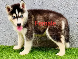 1-3 months Female Purebred Siberian Husky
