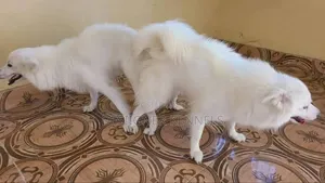 1+ year Female Purebred American Eskimo