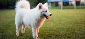 1+ year Female Purebred American Eskimo