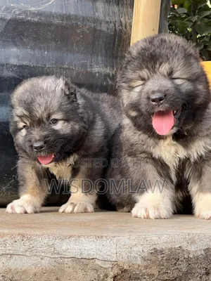 1-3 months Female Purebred Caucasian Shepherd