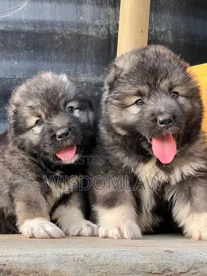 1-3 months Female Purebred Caucasian Shepherd