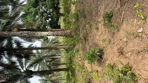 400 Acres for Sale That Is Sweetable for Cocoa in Osun State