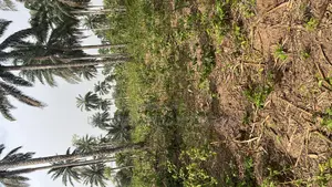 400 Acres for Sale That Is Sweetable for Cocoa in Osun State