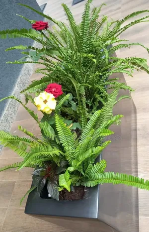 Plants/Flowers
