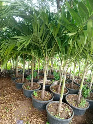 Queens Palm