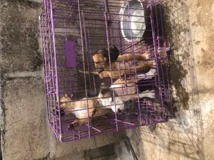 1-3 months Male Purebred American Pit Bull Terrier