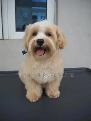 Pet Grooming Service