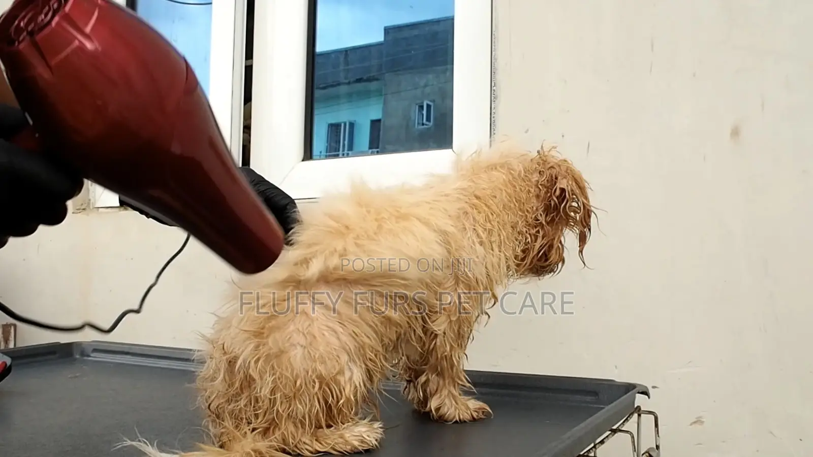 Pet Grooming Service