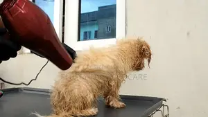Pet Grooming Service