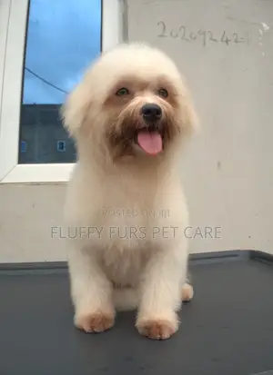 Pet Grooming Service