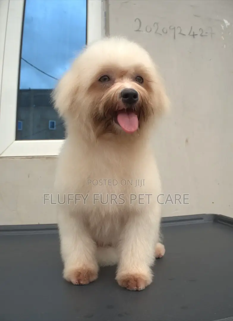 Pet Grooming Service