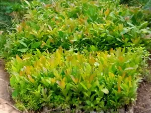Cashew Seedlings