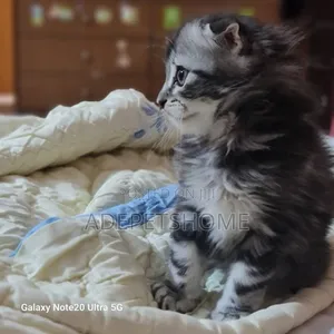 1-3 months Male Purebred Siberian