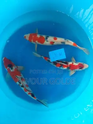Koi Carp Fish