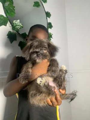 1-3 months Female Purebred Lhasa Apso
