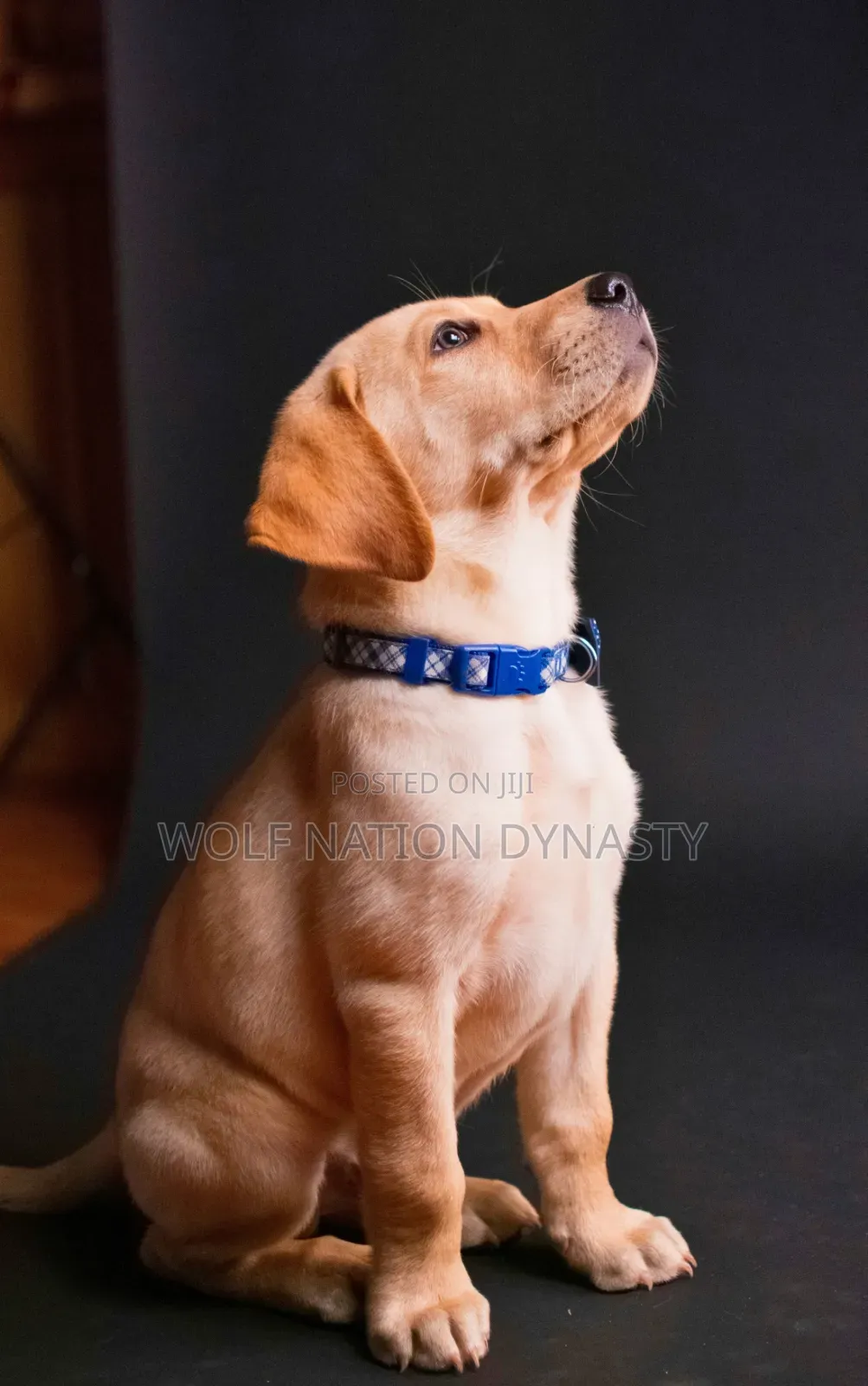 Dog Behaviorist