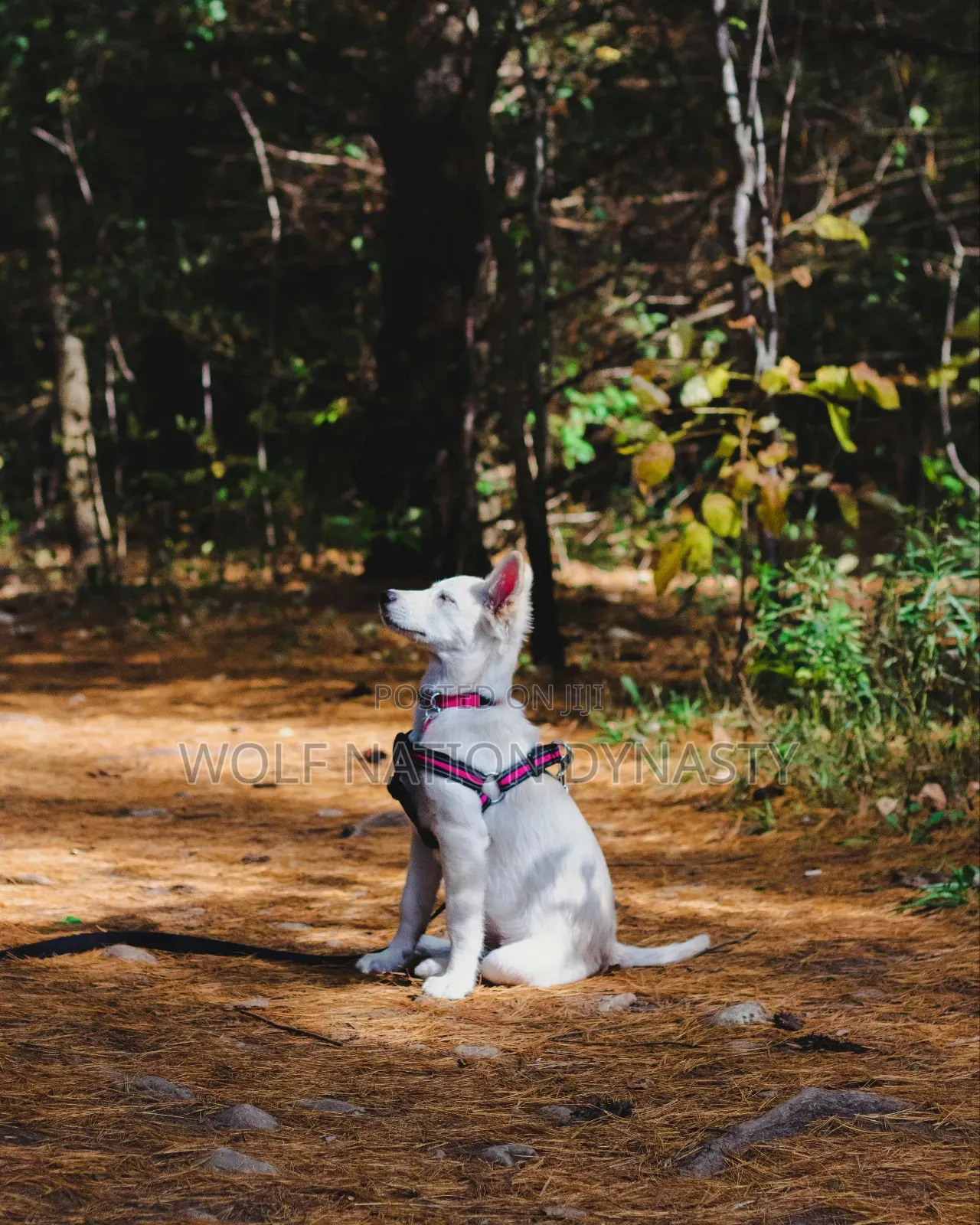 Dog Behaviorist