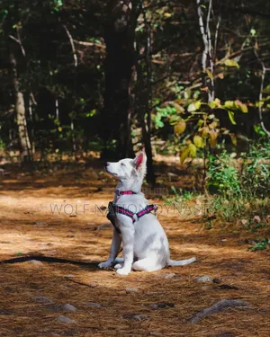 Dog Behaviorist