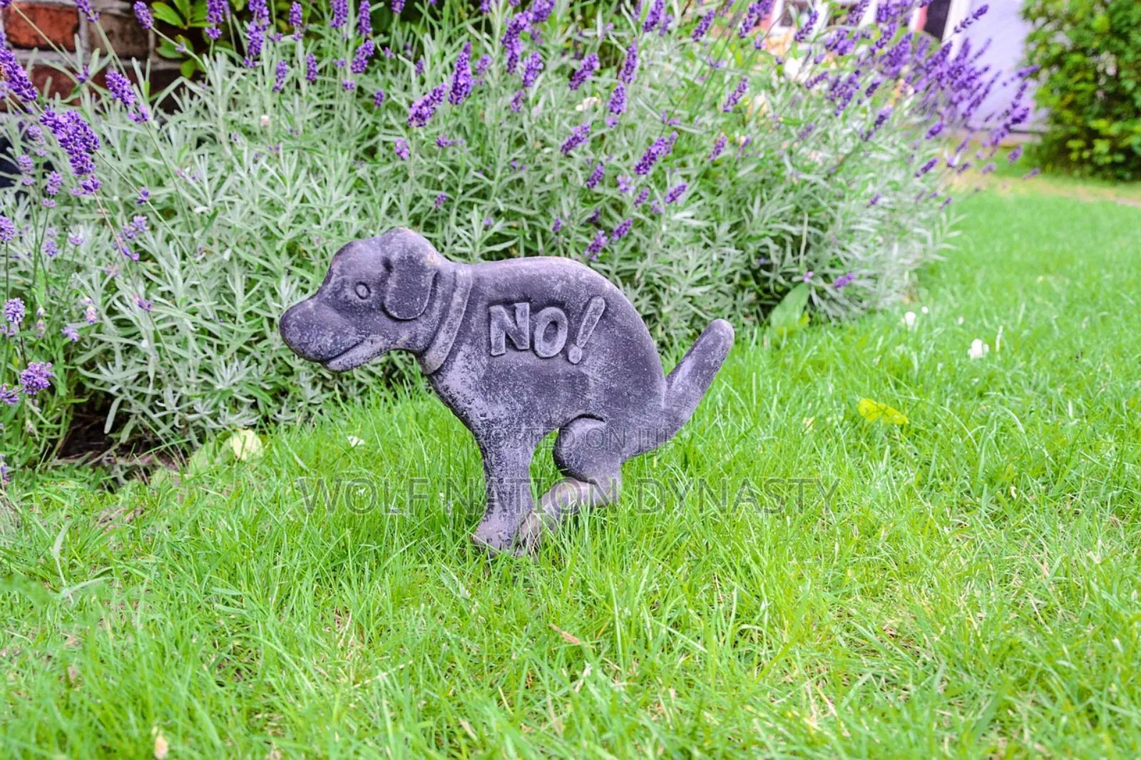 Dog Behaviorist