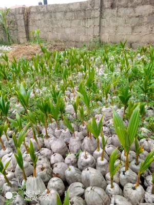 Hybrid Coconut Seedlings