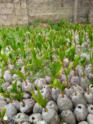 Hybrid Coconut Seedlings