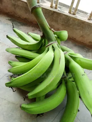 Hybrid Plantain Suckers