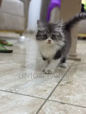 1-3 months Male Purebred Persian
