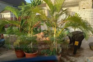 Plants in Pots